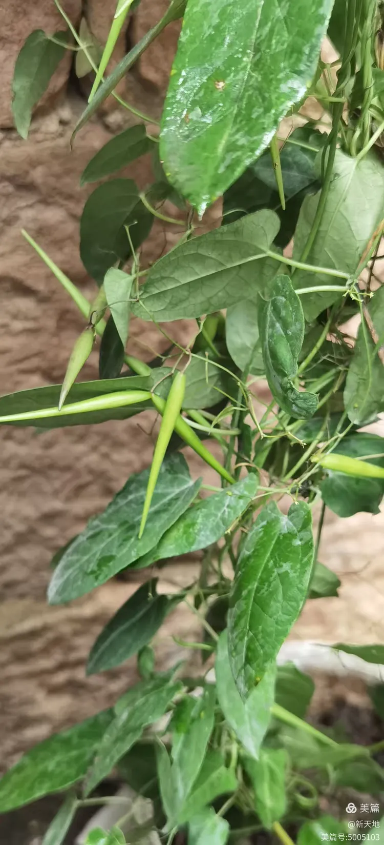 植物观赏 娃儿藤,土名五重瓦,老君须,别名七层楼
